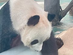 -成都动物园