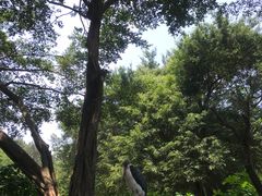 -广州长隆飞鸟乐园