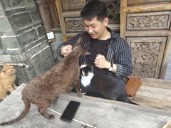 -喵屿·大理花园猫咖