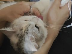 -御宝贝·A梦猫科宠物医院(国际猫友好医院)