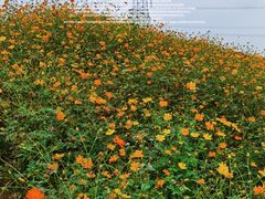 -紫颐香薰山谷景区