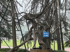 -武汉大学-樱园