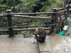 -峨嵋山金顶