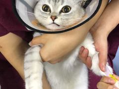 -美联众合爱康动物医院•复杂内科•肿瘤科•牙科•腔镜诊疗中心