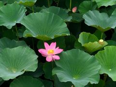 -荷塘月色湿地公园·向阳花洲