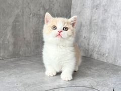 -小猫来了·猫舍(红山六九七九店)