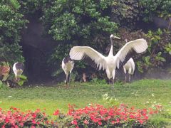 -广州长隆飞鸟乐园