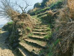 -桑洲油菜花景区