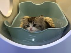-小猫来了·猫舍(红山六九七九店)