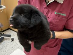 -瑞派康怡24h宠物医院·犬猫医疗中心·微创绝育(瑞景分院)