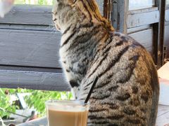 -青莯_Percher Coffee Shop(皮市街店)