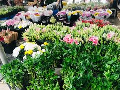 -秦美花卉(天朗·莱茵小城2期店)