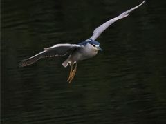 -重庆彩云湖湿地公园