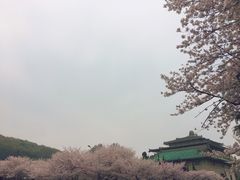 -武汉大学-樱园