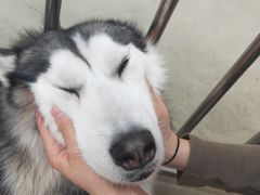 -星多哈·狗咖·拼豆·咖啡