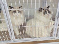 -喵百万·布偶·蓝金金渐层英短·猫舍(百子湾店)