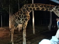 -清迈夜间动物园