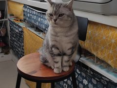 -平行世界·猫咖(首经贸店)