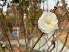 -桃花涧