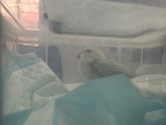 -爱侣宠医·鹦鹉专科·小型哺乳类·异宠专科(灵石路店)