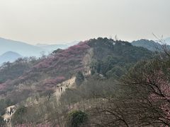 -新建村梅花