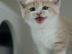 -lincat·猫舍(广州店)