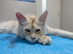 -达爱动物医院·犬猫分区·CT·复杂眼科(远洋山水分院)