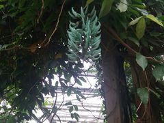 -华南国家植物园-售票处