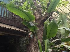 -呀路古热带植物园