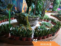 -花之城