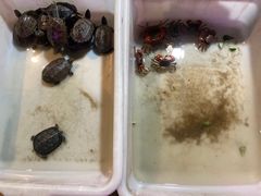 -中环花鸟鱼虫市场
