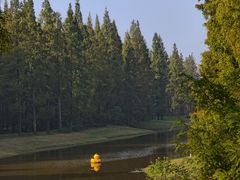 -黄海国家森林公园