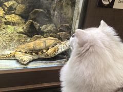 -帕帕拉兹宠物(亚洲旗舰店)