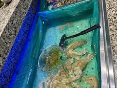 -初色海鲜自助(万丰路店)