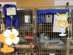 -御宝贝·A梦猫科宠物医院(国际猫友好医院)