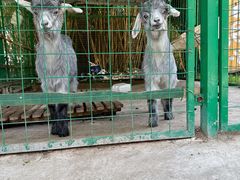 -成都安仁福朋喜来登酒店