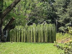 -新加坡植物园