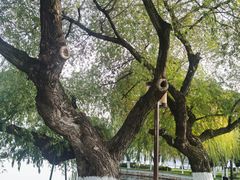 -东湖听涛景区