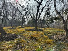 -合肥滨湖国家森林公园