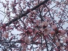 -桃花堤公园