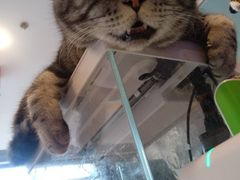 -平行世界·猫咖(首经贸店)