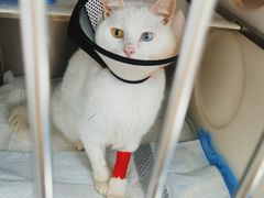 -艾贝尔宠物医院·24H转诊中心·肿瘤猫专科(江宁双龙店)