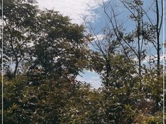 -武陵山森林公园