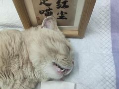 -半岛宠物医院24小时(科华中路店)