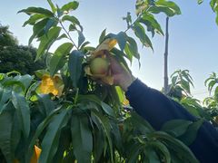 -老袁家蜜桃农场·阳山水蜜桃