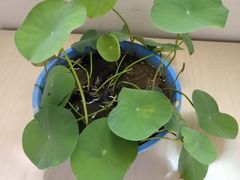 -新声线少儿口才(亦庄示范校区)
