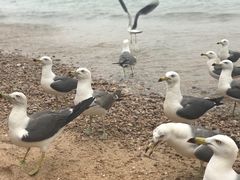 -海驴岛(荣成市)