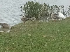 -艾溪湖湿地公园