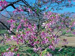 -天适樱花悠乐园