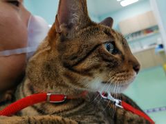 -北京观赏动物医院·24小时大型综合·猫专科·异宠专科